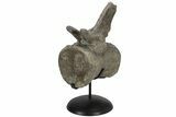 Sauropod Dinosaur (Camarasaurus) Caudal Vertebra - Colorado #209201-3